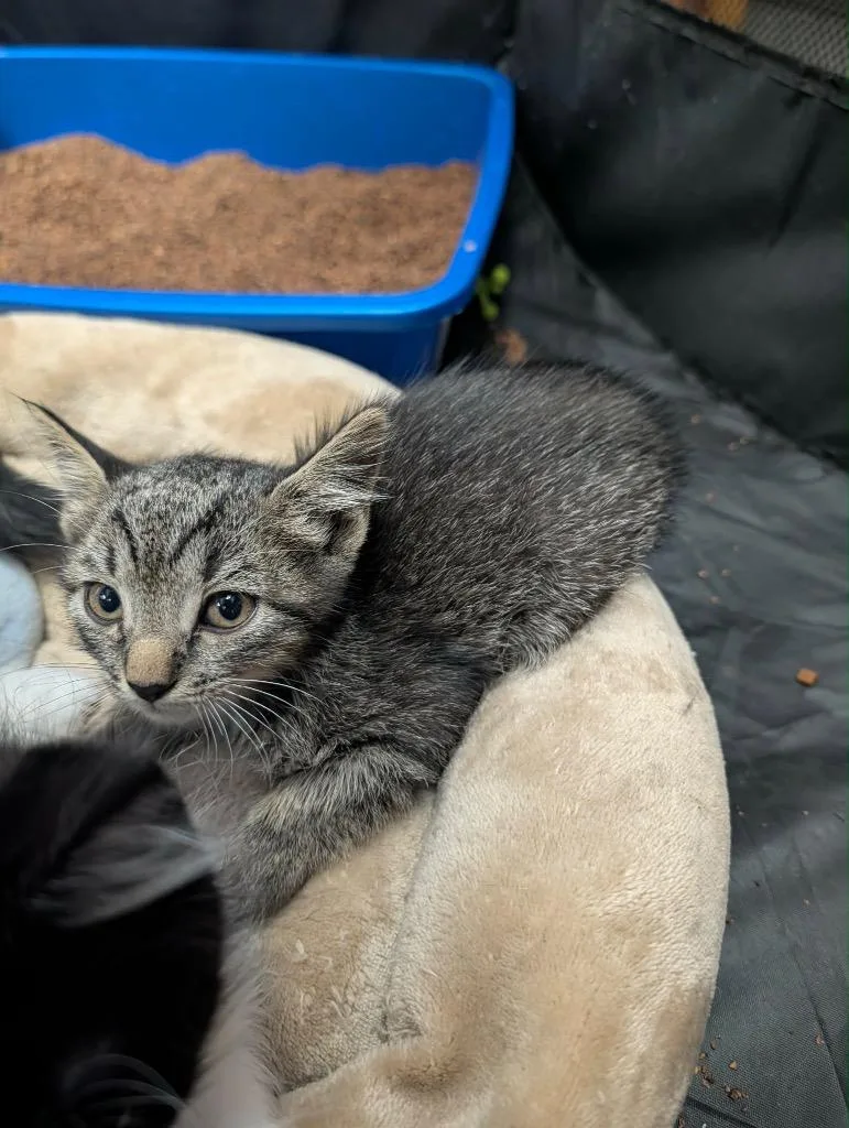 A baby medium-sized male Tabby cat named Scrabble for adoption in Grand Junction, CO
