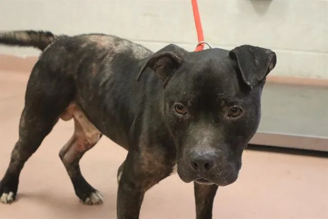 An adult large-sized male Mixed Breed dog named Sam for adoption in Columbia, SC