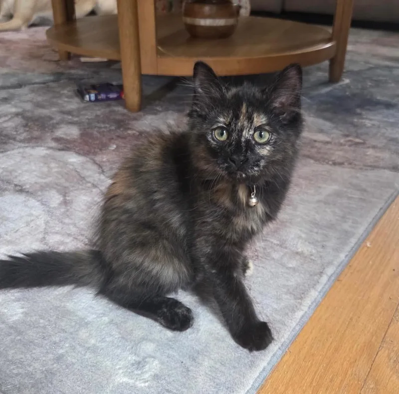 A baby small-sized female Domestic Medium Hair cat named Princess Peach for adoption in Hampton, VA