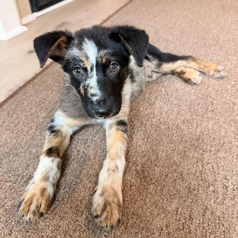 A baby medium-sized male Black Australian Shepherd dog named Fox Mulder for adoption in Durham, NC