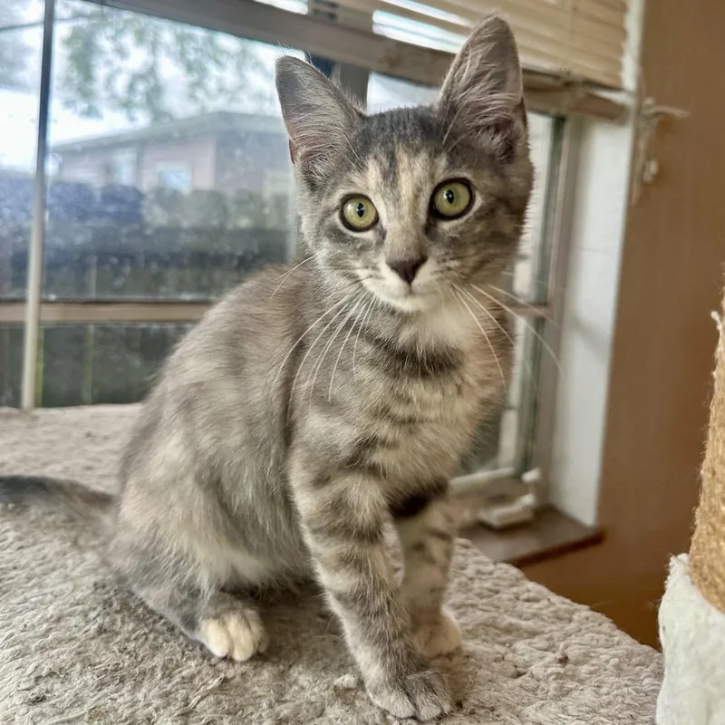 A baby small-sized female Gray / Blue / Silver Domestic Short Hair cat named Laverne for adoption in Granville, OH