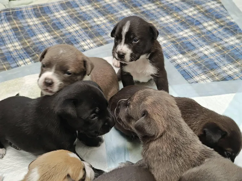 Wayne Newton thumbnail 3