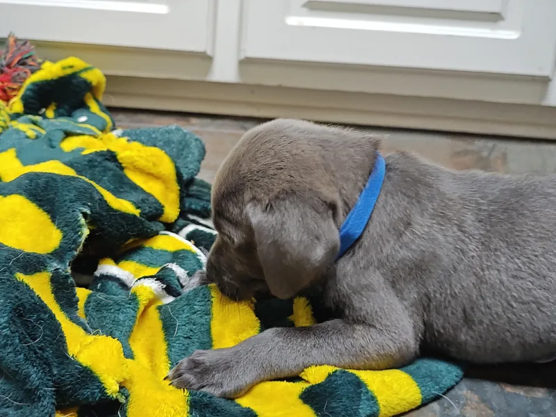 Wayne Newton thumbnail 4