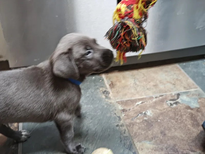 Wayne Newton thumbnail 5