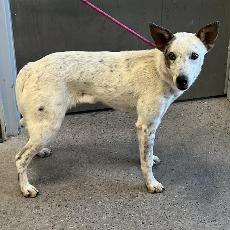 A young medium-sized female White / Cream Mixed Breed dog named 112131 for adoption in Las Cruces, NM