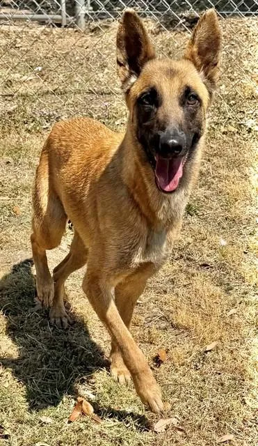An adult large-sized female German Shepherd Dog dog named Rosalina for adoption in Augusta, GA