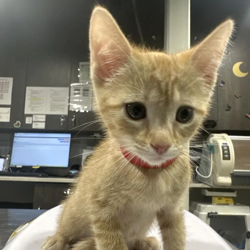 A baby small-sized female Orange / Red Domestic Short Hair cat named Nova for adoption in Tampa, FL