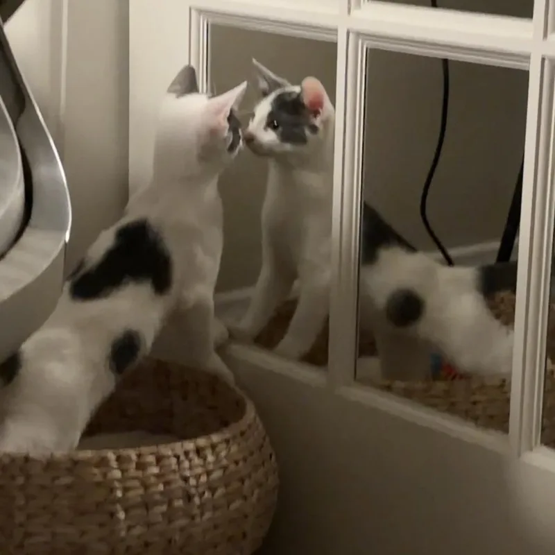 A baby small-sized male White Domestic Short Hair cat named Jordan for adoption in Oak Park, IL