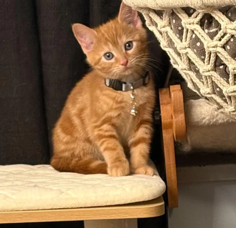 A baby small-sized male Tabby (Orange / Red) Domestic Short Hair cat named Zeraora for adoption in West Mifflin, PA