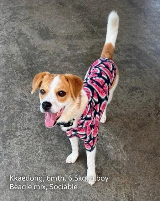 A baby small-sized male Beagle dog named Kkaedong for adoption in Agoura Hills, CA