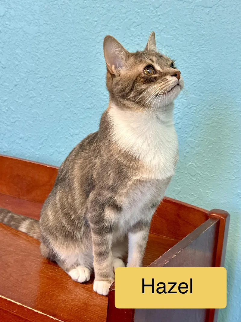 A young medium-sized female Dilute Calico Domestic Short Hair cat named Hazel Female for adoption in Monroe, NC