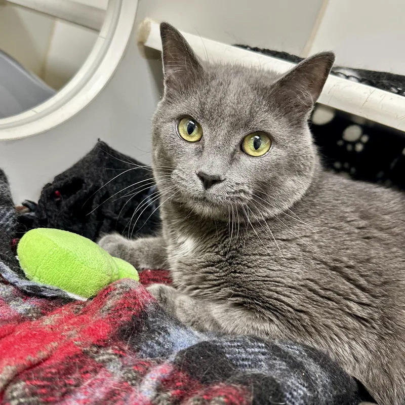 An adult large-sized male Gray / Blue / Silver Domestic Short Hair cat named Spunky for adoption in Reisterstown, MD