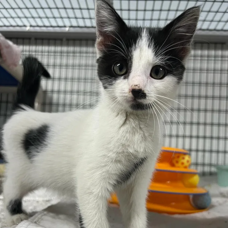 A baby small-sized female White Domestic Short Hair cat named Chess for adoption in Waynesville, NC