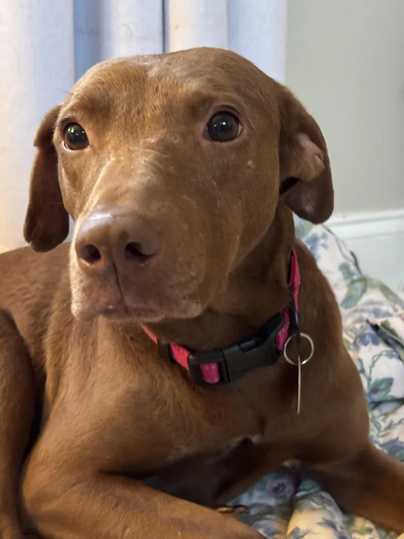 A young medium-sized female Labrador Retriever dog named Nina for adoption in Ball Ground, GA