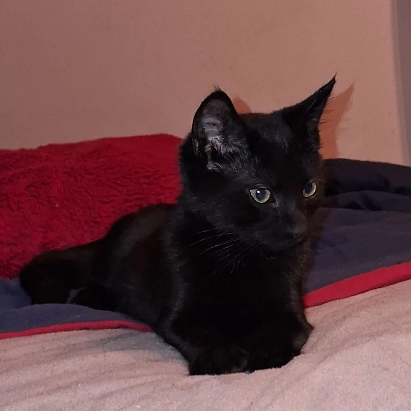 A baby medium-sized male Black Domestic Short Hair cat named Binx for adoption in Carneys Point, NJ