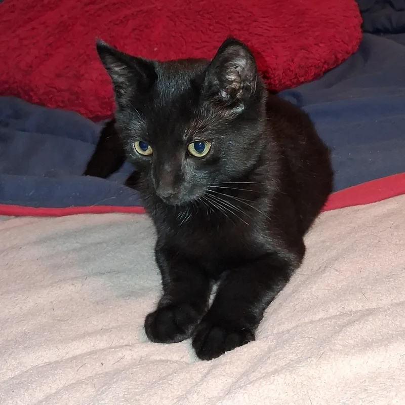 Binx thumbnail 2