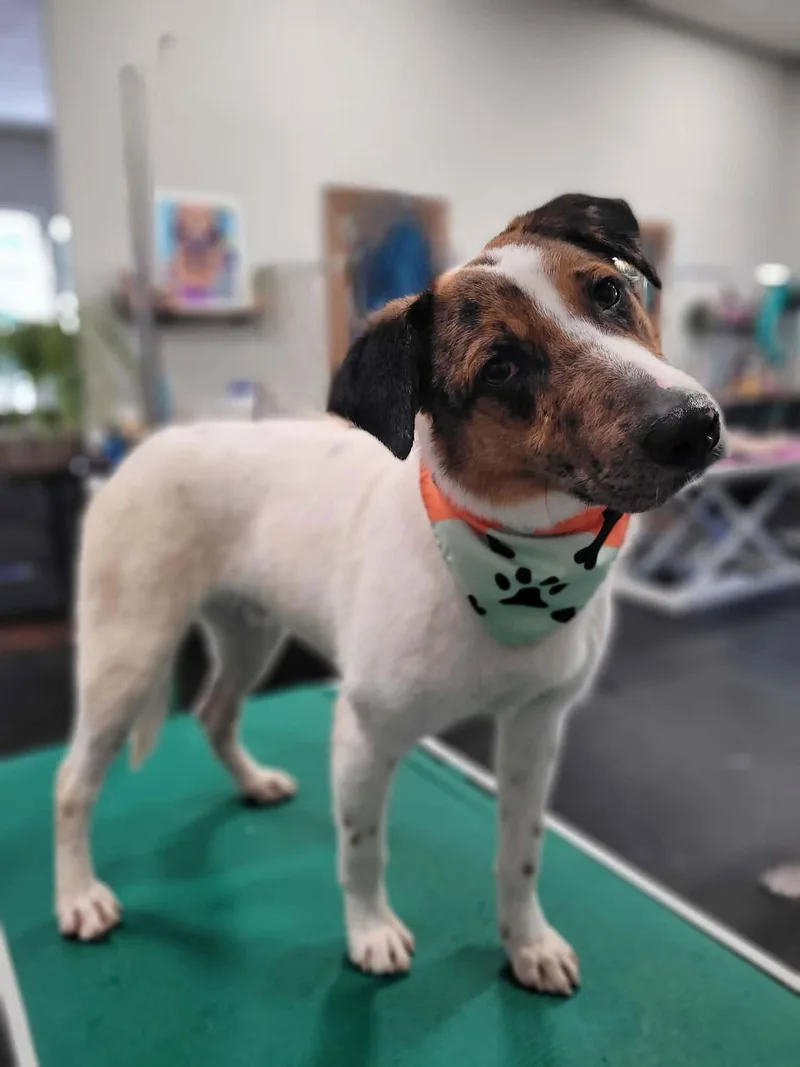 A young medium-sized male Collie dog named Pierce for adoption in North Prairie, WI