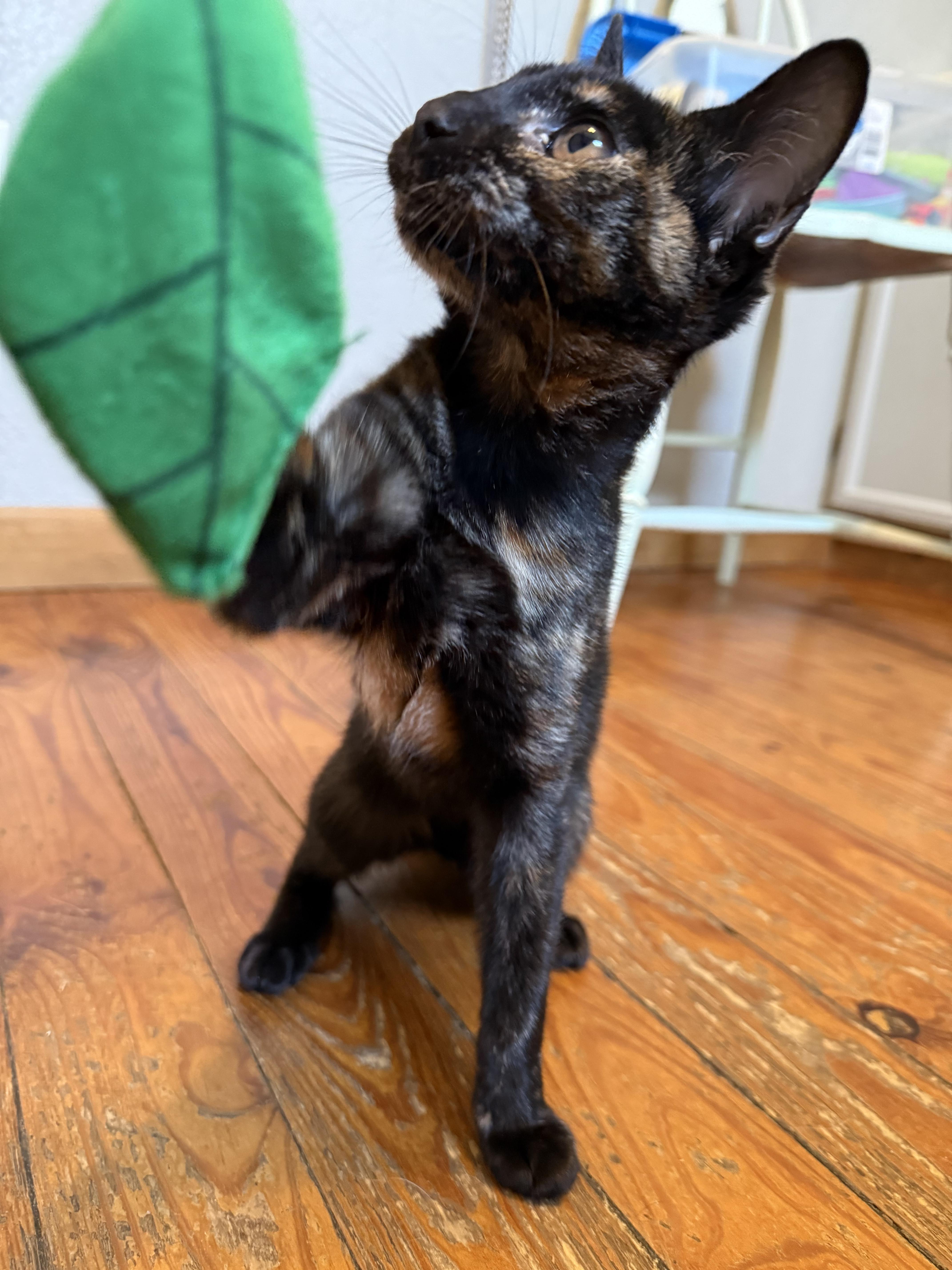 A young medium-sized female Tortoiseshell Domestic Short Hair cat named Brooklyn for adoption in Park Hill, OK