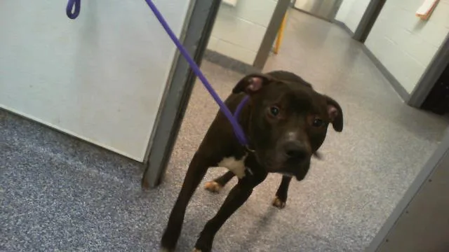 A young large-sized male Pit Bull Terrier dog named Mateo for adoption in Charlotte, NC