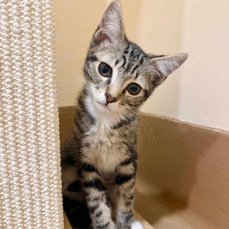 A baby small-sized female Black Domestic Short Hair cat named Keebler for adoption in Agoura Hills, CA