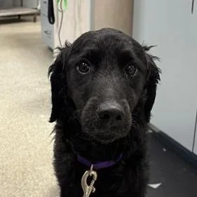 An adult medium-sized male Black Mixed Breed dog named Tekai for adoption in Jacksonville, FL