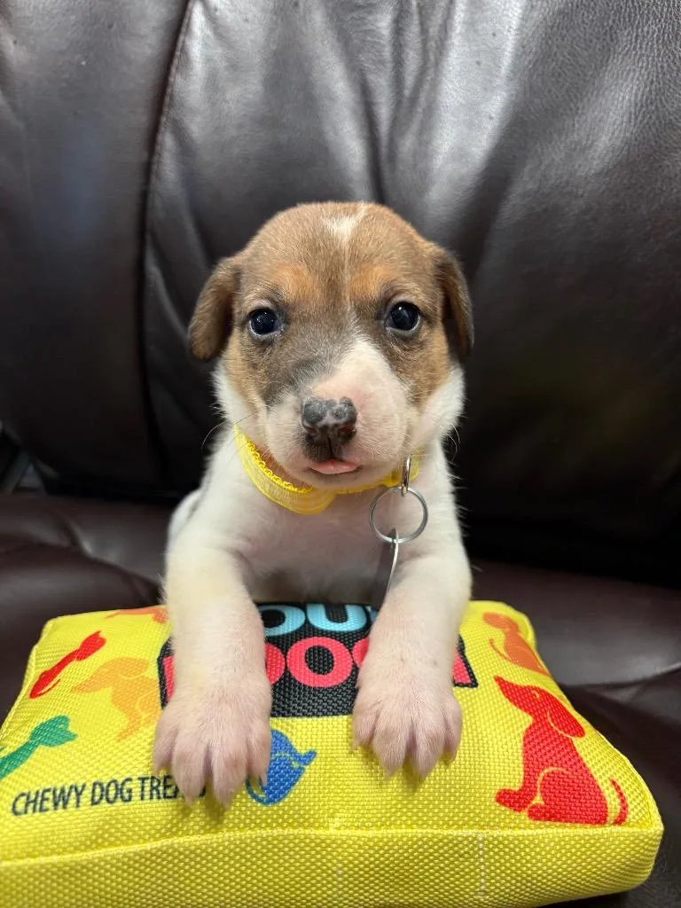 A baby medium-sized female German Shepherd Dog dog named Siren for adoption in Reno, NV