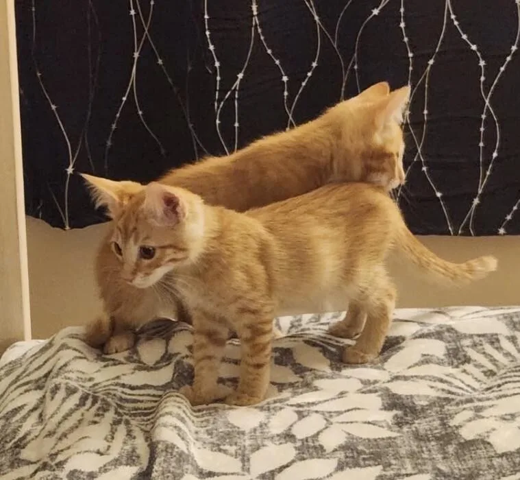 A baby small-sized male Orange / Red Tabby cat named Phoenix  AZ Litter for adoption in Anthem, AZ