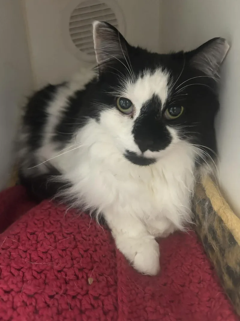 An adult large-sized male Black & White / Tuxedo Domestic Long Hair cat named Boo for adoption in Gettysburg, PA