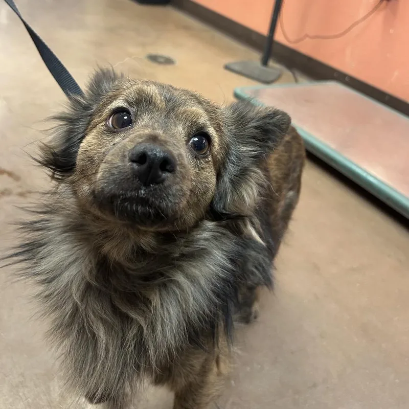 An adult small-sized male Brown / Chocolate Mixed Breed dog named Kenobi for adoption in Flagstaff, AZ