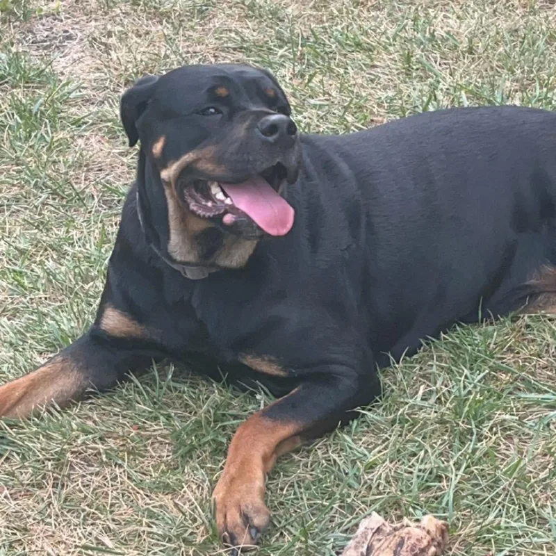 An adult small-sized female Black Rottweiler dog named Nala Home to for adoption in South Elgin, IL