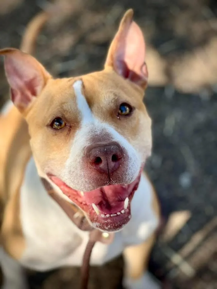 An adult medium-sized female Brown / Chocolate Pit Bull Terrier dog named Jammy for adoption in Chicago, IL