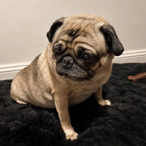 A young small-sized female Yellow / Tan / Blond / Fawn Pug dog named Coco for adoption in Seattle, WA