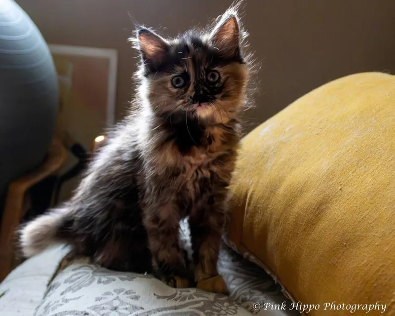 A baby small-sized female Domestic Long Hair cat named Allegro for adoption in Kettering, OH