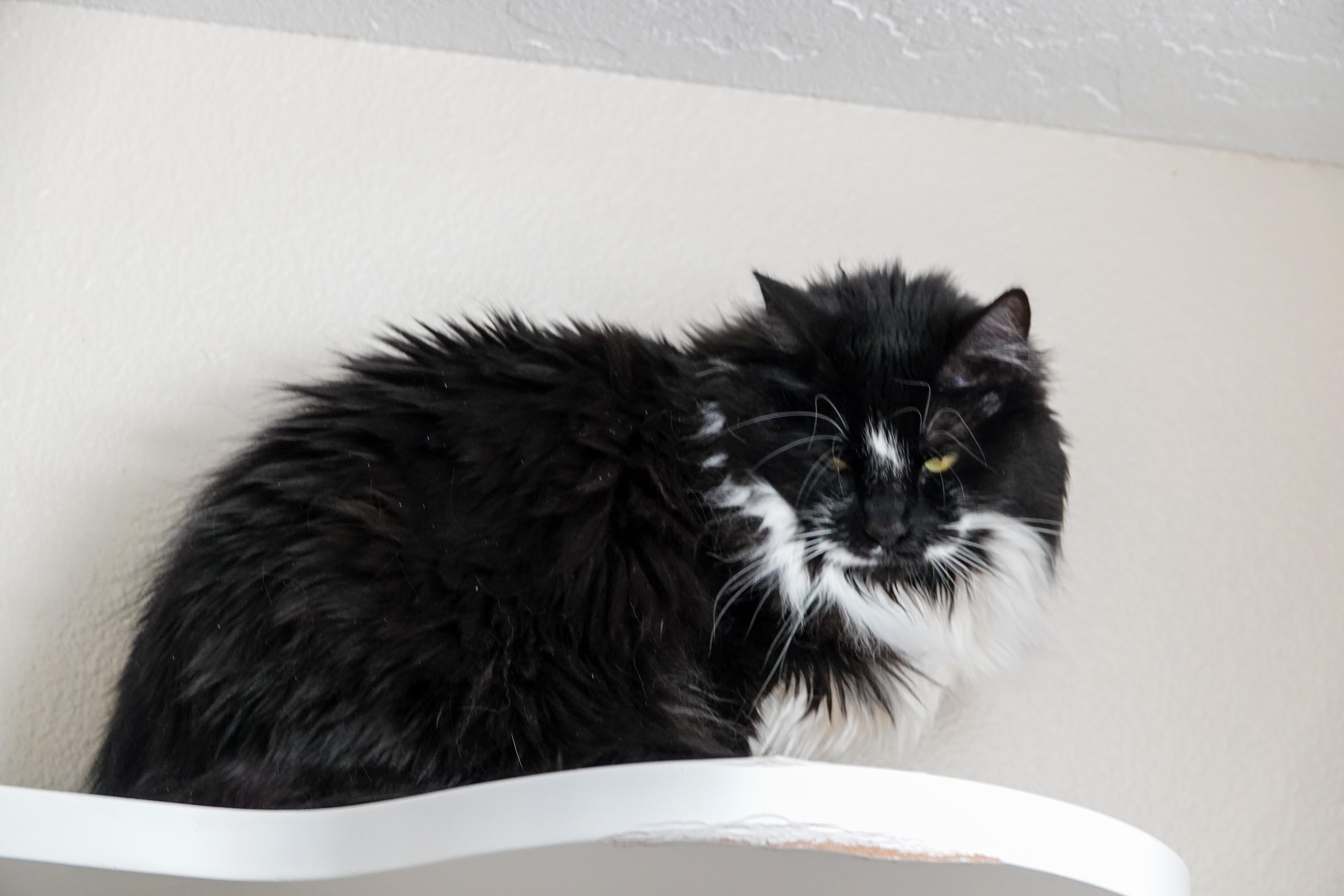 An adult medium-sized female Black & White / Tuxedo Domestic Long Hair cat named Nona for adoption in Boise, ID