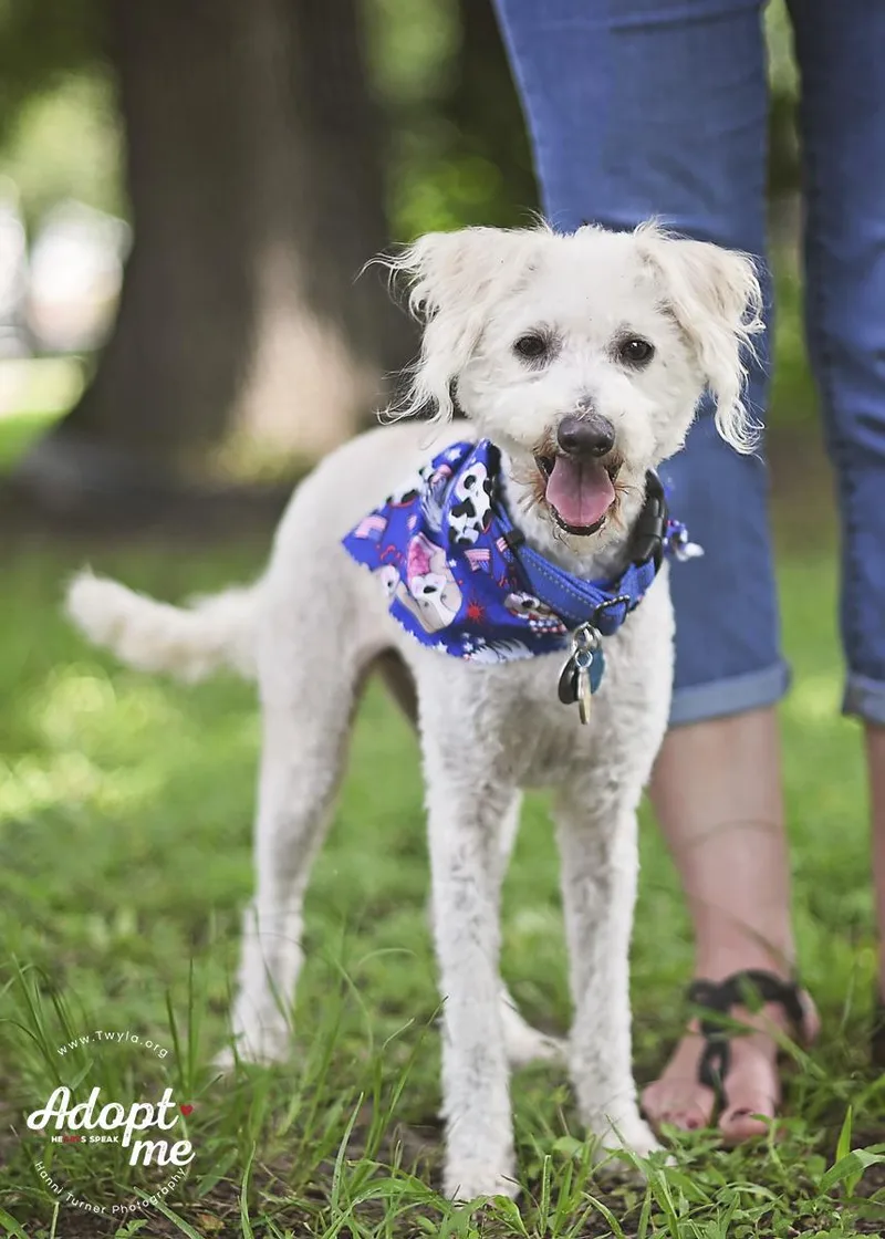 An adult small-sized male White / Cream Poodle dog named JonSnow for adoption in Kingwood, TX