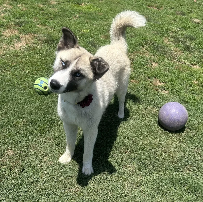 A young medium-sized female White / Cream Husky dog named Jadis for adoption in Siloam Springs, AR