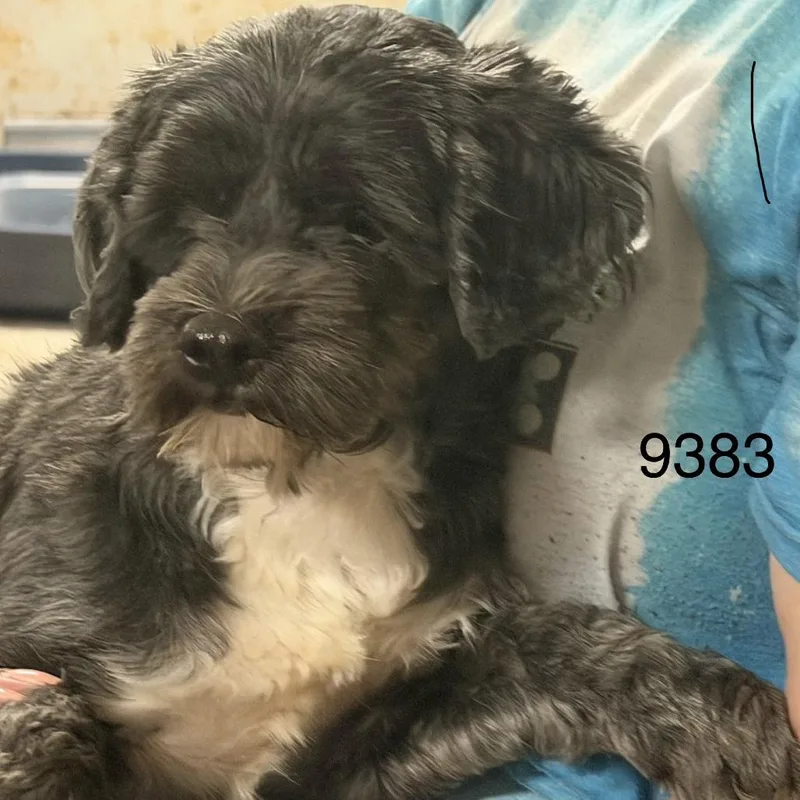A young small-sized female Gray / Blue / Silver Maltese dog named Dawn for adoption in Hinesville, GA
