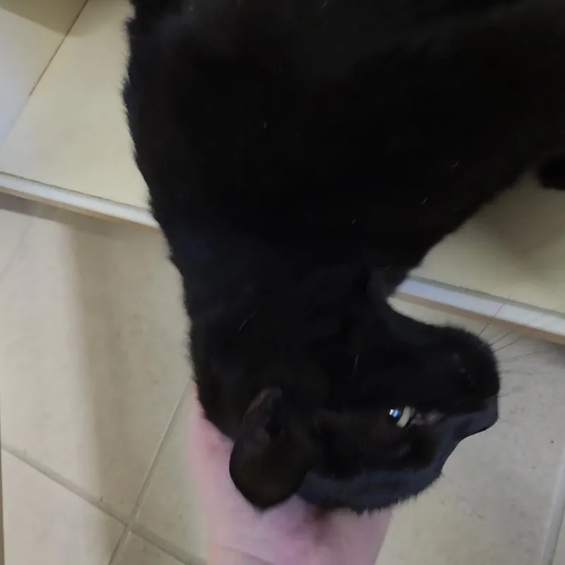 An adult large-sized male Domestic Short Hair cat named 26-156 for adoption in Ridgecrest, CA