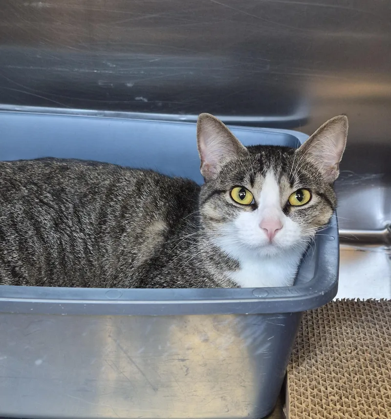 An adult medium-sized female Tabby (Gray / Blue / Silver) Domestic Short Hair cat named Kilie for adoption in Sierra Vista, AZ