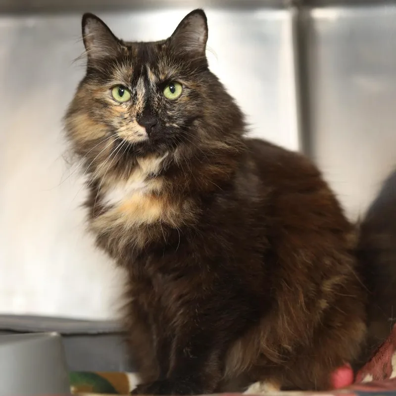 An adult large-sized female Domestic Long Hair cat named Momo for adoption in Evansville, IN