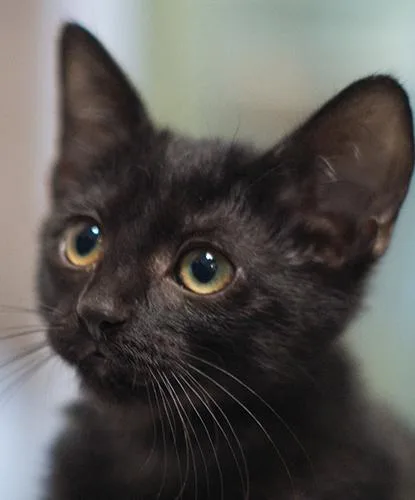 A baby small-sized female Domestic Short Hair cat named Fiesta for adoption in Encinitas, CA