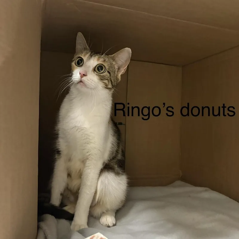 An adult medium-sized female Brown / Chocolate Domestic Short Hair cat named Ringo's Donut for adoption in Windsor, VA