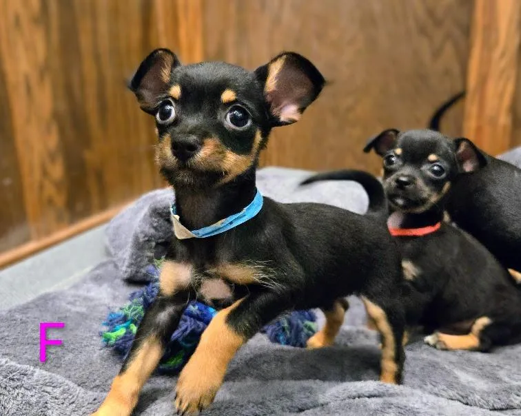 A baby small-sized female Chihuahua dog named Porkchop for adoption in Douglasville, GA