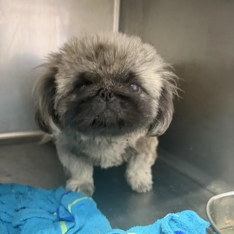 An adult small-sized male Yellow / Tan / Blond / Fawn Pekingese dog named GrubbWorm for adoption in Northbrook, IL
