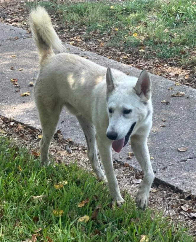 An adult medium-sized male White / Cream Husky dog named Blanco for adoption in Houston, TX