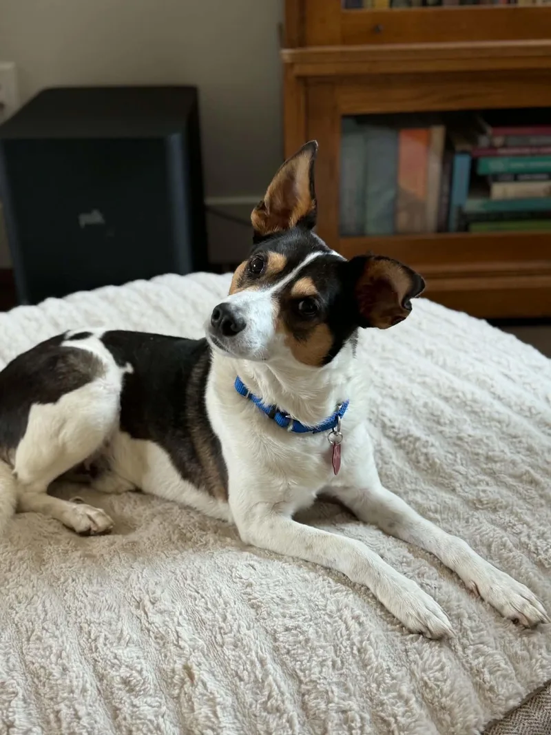 An adult small-sized male Tricolor (Brown, Black, & White) Rat Terrier dog named Ross for adoption in Clatskanie, OR