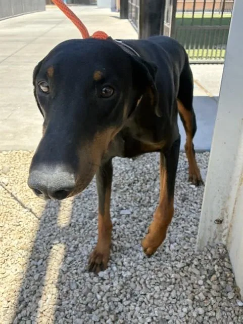 A young large-sized male Doberman Pinscher dog named Apollo for adoption in Mesa, AZ