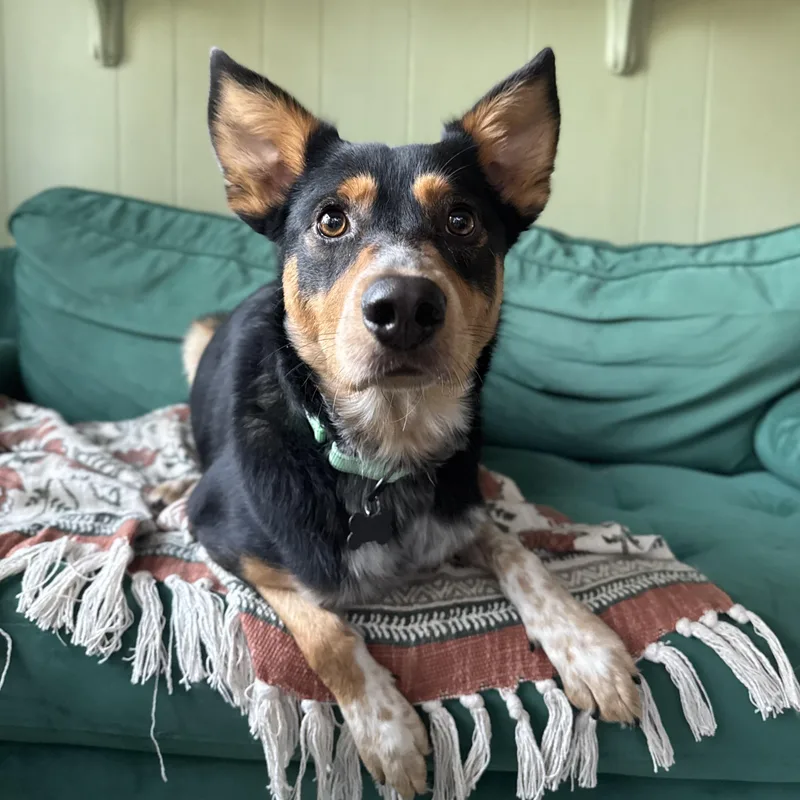 A young medium-sized male Tricolor (Brown, Black, & White) Australian Kelpie dog named Jackson for adoption in China Township, MI