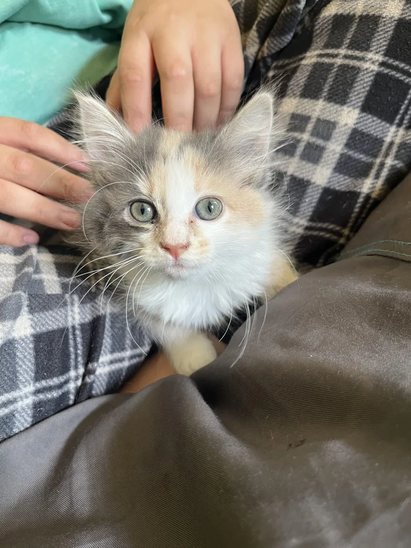 A baby small-sized female Dilute Calico cat named Dream for adoption in Edmond, OK
