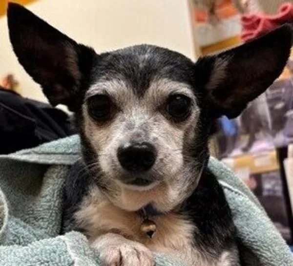 An adult small-sized female Chihuahua dog named Mary for adoption in Dallas, GA